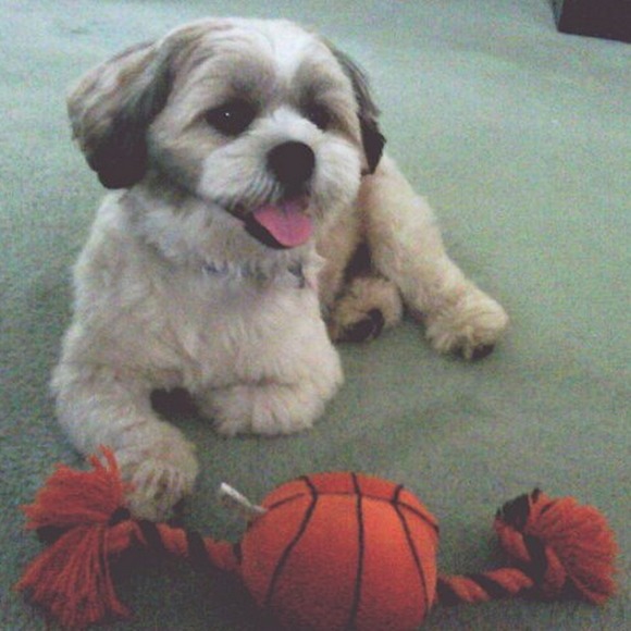 Meet your Posher, Joy - Picture 1 of 1